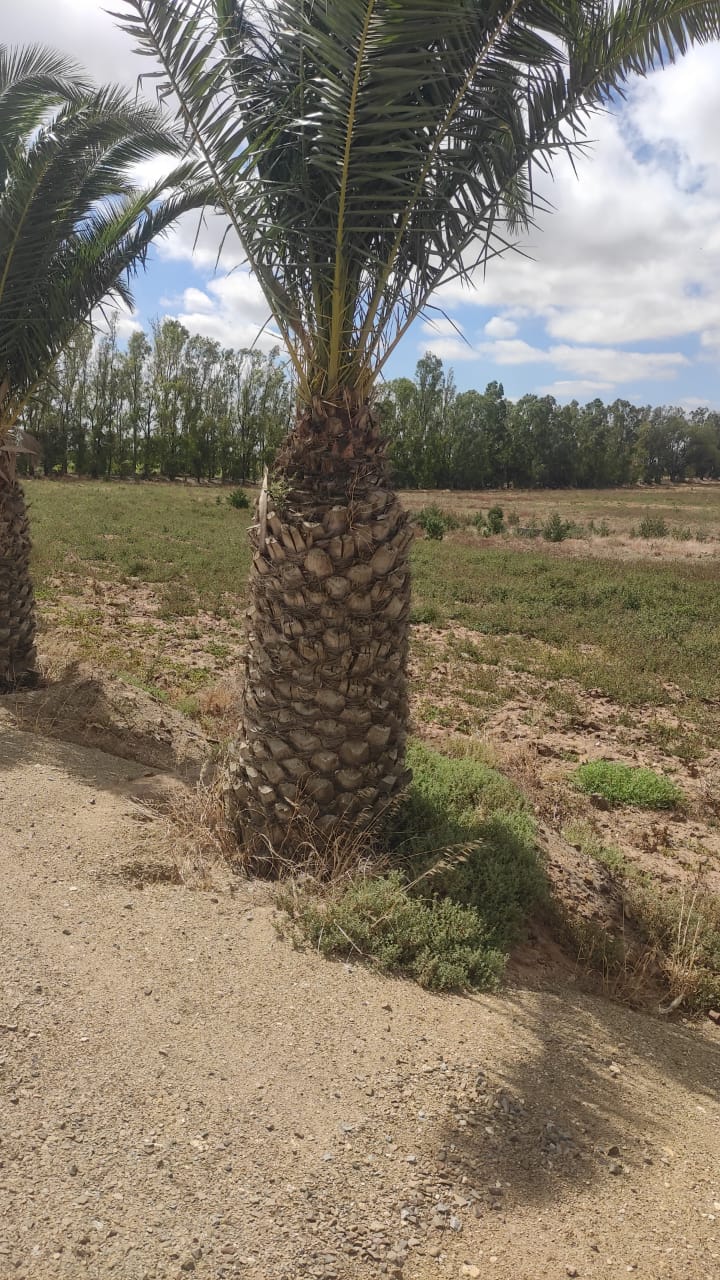 Palmes Fenix - Vue principale